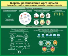 Стенд "Формы размножения организмов" - fgospostavki.ru - Ивантеевка