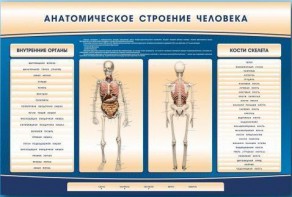 Электрифицированный стенд-тренажер c макетом скелета "Анатомическое строение человека" - fgospostavki.ru - Ивантеевка