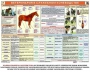 Комплект плакатов "Служебное коневодство" - fgospostavki.ru - Ивантеевка
