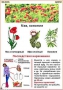 Комплект кодотранспарантов "Ядовитые растения" - fgospostavki.ru - Ивантеевка
